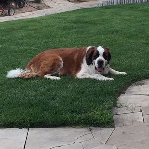 Meet your Posher, Rico